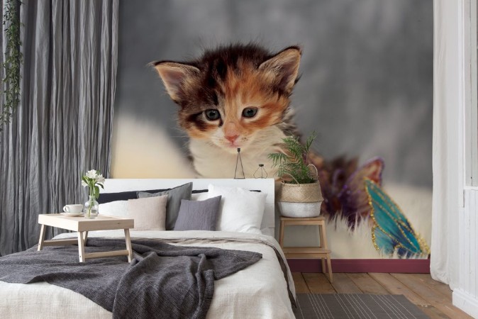 Afbeeldingen van Sweet norwegian forest cat kitten sitting on sheep skin in studio portrait
