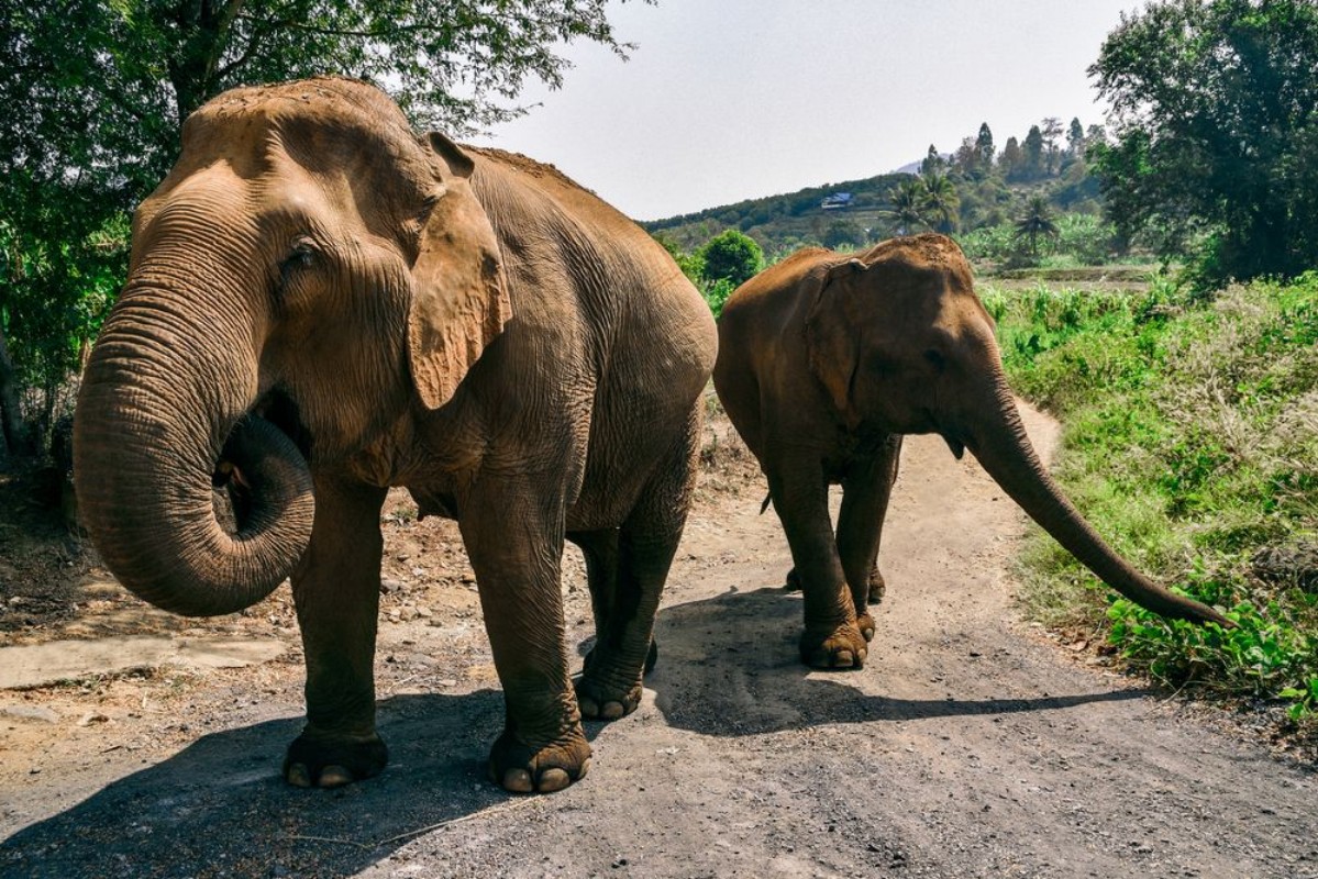 Afbeeldingen van Elephants on Dirt Road Near Chiang Mai Thailand