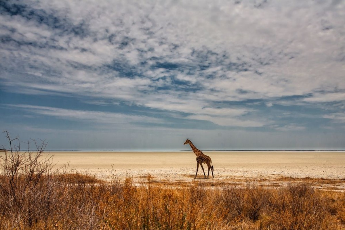 Afbeeldingen van Giraffe walking on the Etosha Pan in Etosha National Pak in Namibia
