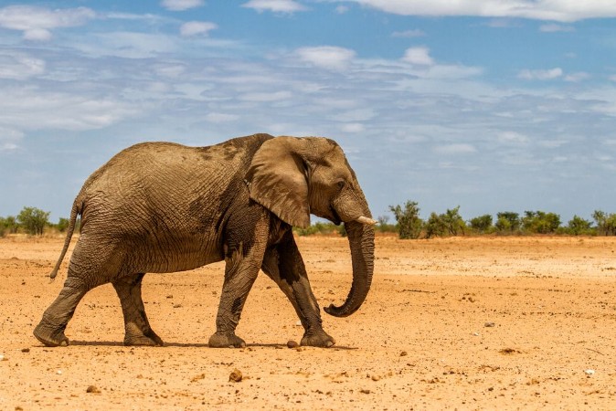 Afbeeldingen van Male elephant walking in the dry western part of Etosha National Park in Namibia