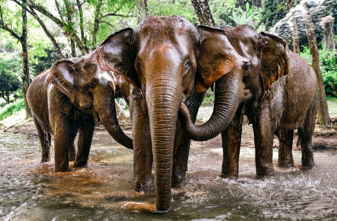 Afbeeldingen van Elephants Playing in River in Chiang Mai Thailand