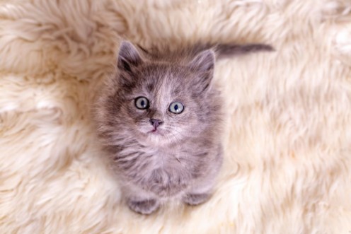 Picture of Pet animal cute kitten gray cat indoor