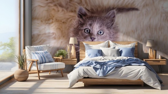 Image de Pet animal cute kitten gray cat indoor