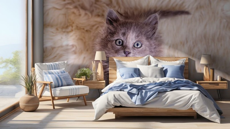 Afbeeldingen van Pet animal cute kitten gray cat indoor