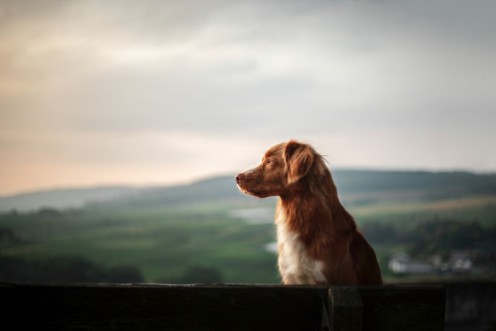 Afbeeldingen van The dog sits on a bench and looks at the dawn red Nova Scotia Duck Tolling Retriever Toller in nature Pet traveling