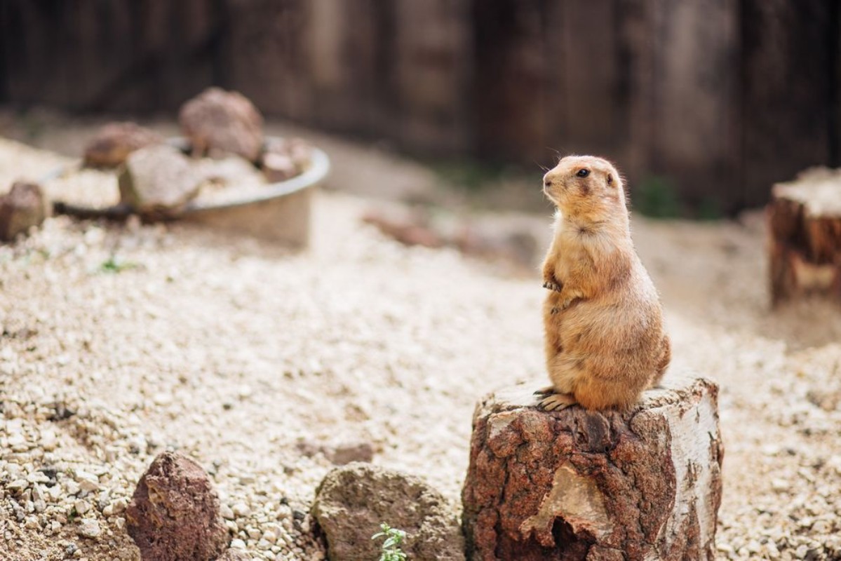 Picture of Prairie dog standing upright on the ground Summer