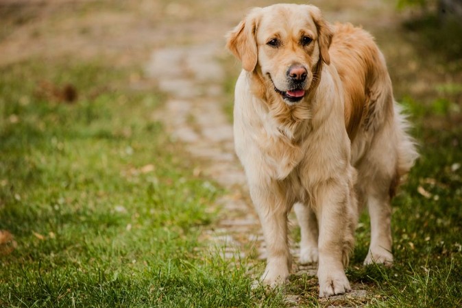 Picture of Wesoy golden retriever