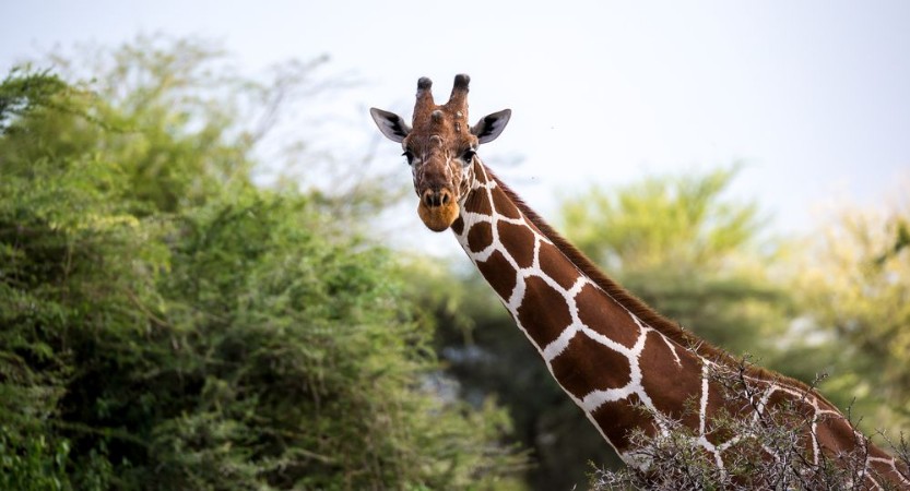 Afbeeldingen van The face of a giraffe in close-up