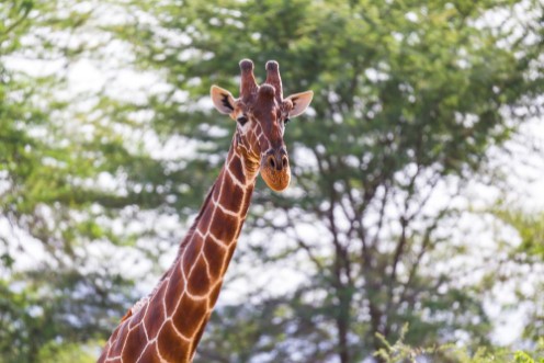 Bild på The face of a giraffe in close-up