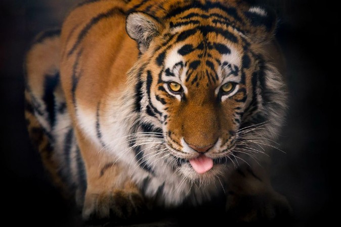Bild på Tiger