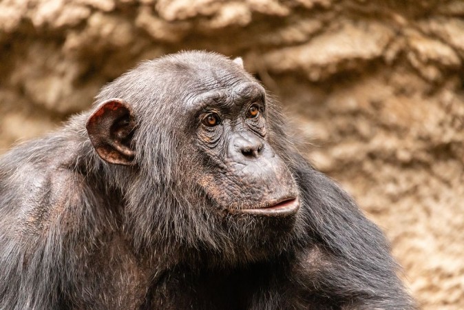 Picture of Schimpanse