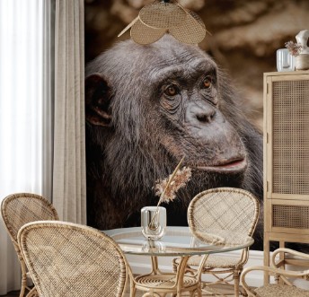 Bild på Schimpanse