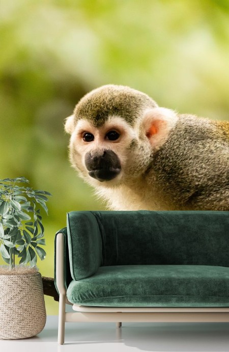 Picture of Squirrel Monkey