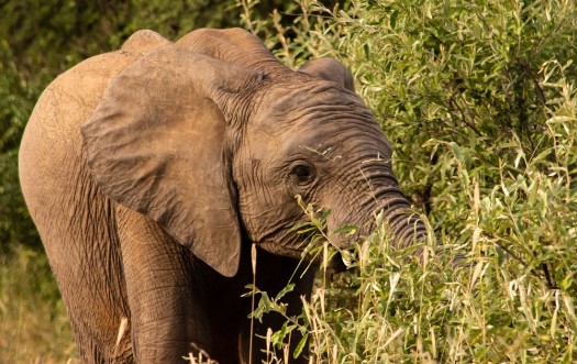 Bild på Elephant feeding