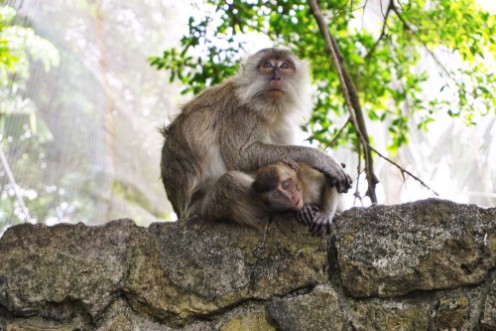 Afbeeldingen van Mother and baby monkey on a wall in rural Malaysia