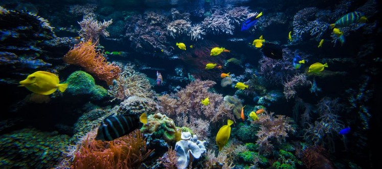 Picture of Underwater coral reef landscape  with colorful fish
