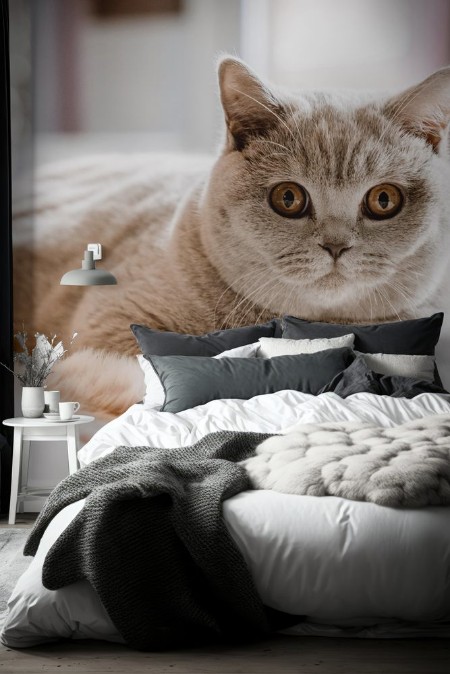 Picture of British Shorthair cat on floor