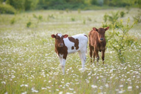 Afbeeldingen van Two calves on a green chamomile meadow