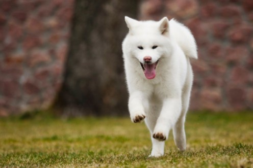 Bild på Akita Inu dog on a walk in the park