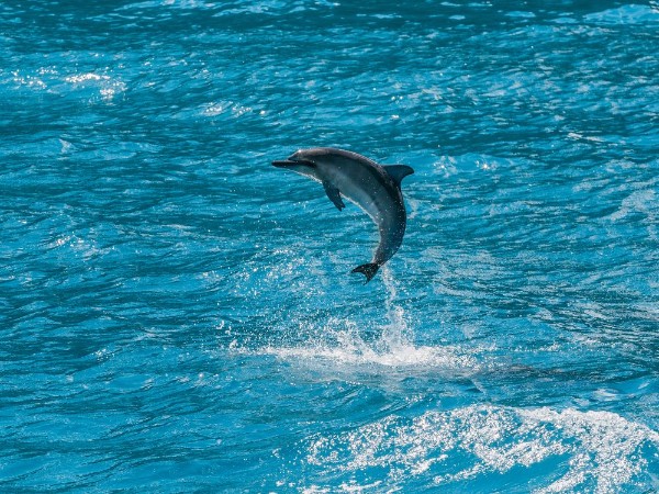Bild på Kauai Hawaii - Baby Hawaiian Spinner dolphin jumping