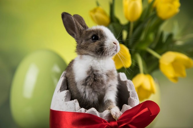 Afbeeldingen van Easter decoration rabbitseggs and flowers