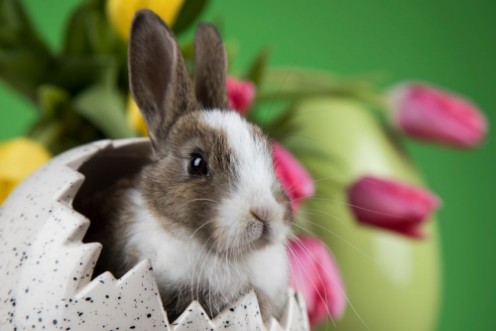 Afbeeldingen van Little Bunny with easter eggs in flower