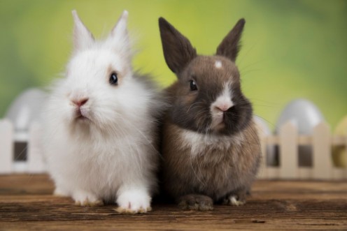 Afbeeldingen van Little cute baby rabbit and easter eggs
