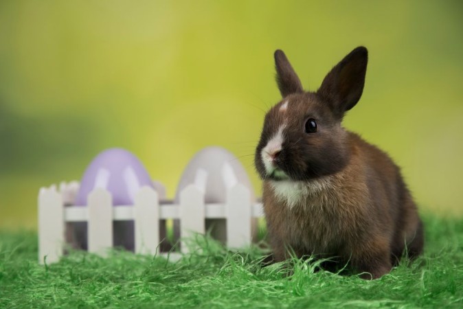 Image de Bunny with Easter eggs on green background