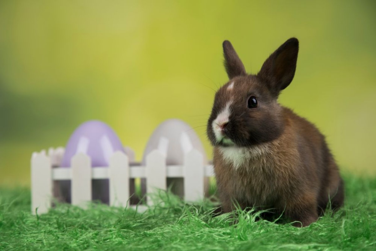 Afbeeldingen van Bunny with Easter eggs on green background
