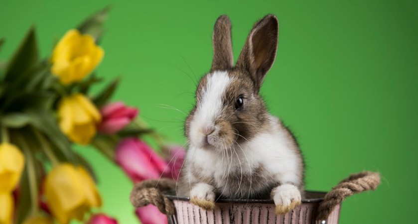 Image de Happy easter Baby bunny rabbit and egg on green background 