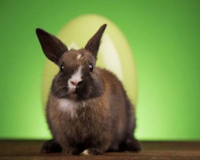 Afbeeldingen van Easter animal holiday eggs and green background
