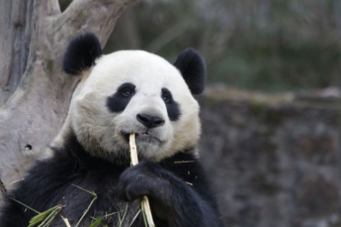 Afbeeldingen van Close up Panda Eats Bamboo Leaves China