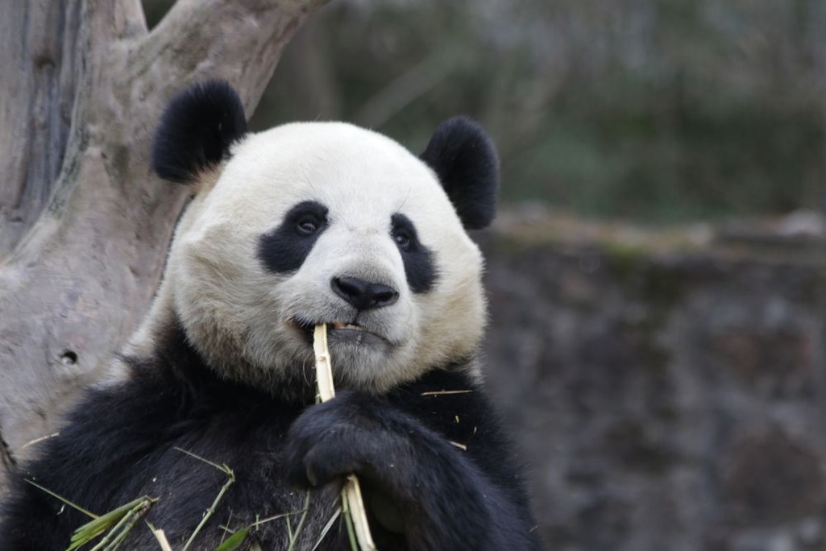 Picture of Close up Panda Eats Bamboo Leaves China
