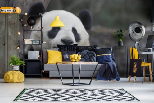 Afbeeldingen van Close up Panda Eats Bamboo Leaves China