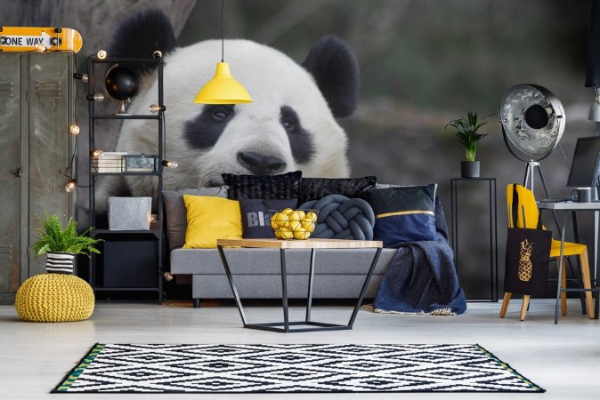 Picture of Close up Panda Eats Bamboo Leaves China