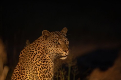 Afbeeldingen van Young female leopard at night with a spotlight in the bush