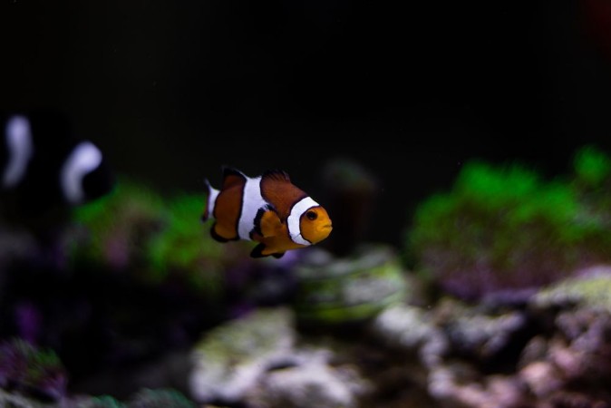 Picture of Ocelaris nemo clown fish