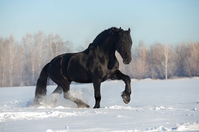 Afbeeldingen van Horse