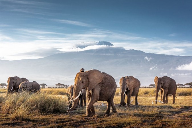 Afbeeldingen van Herd of African Elephants in Front of Kilimanjaro