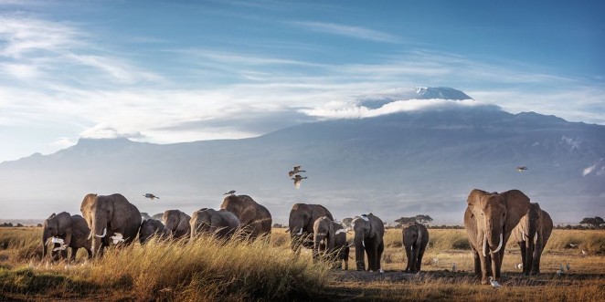 Picture of Large Herd of African Elephants in Front of Kilimanjaro