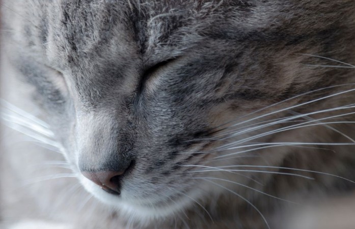 Image de Retrato de gato gris en clave alta