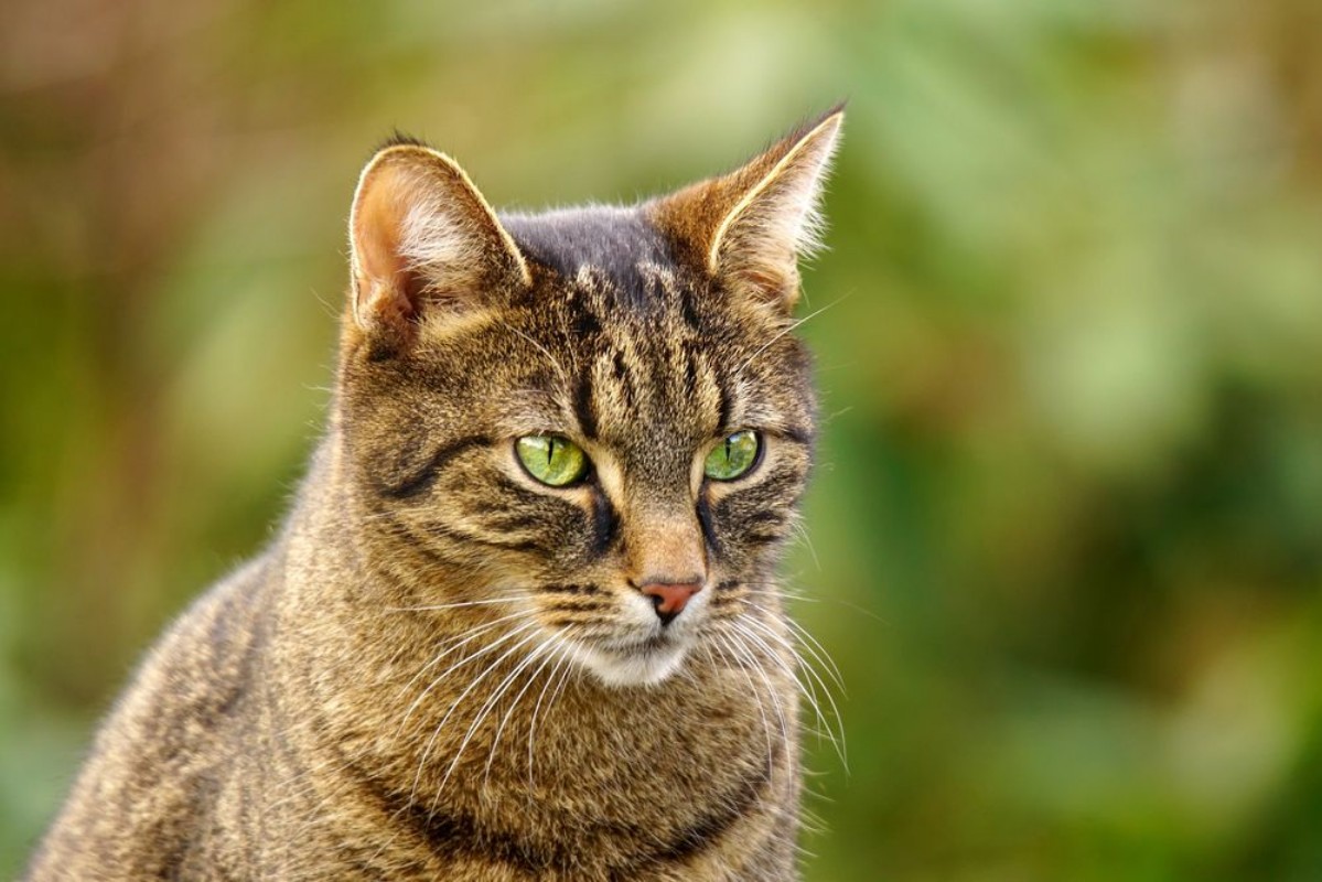 Bild på Portrait of a tabby cat