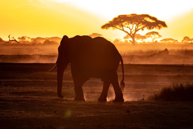 Bild på Elephant walking through Amboseli at sunset