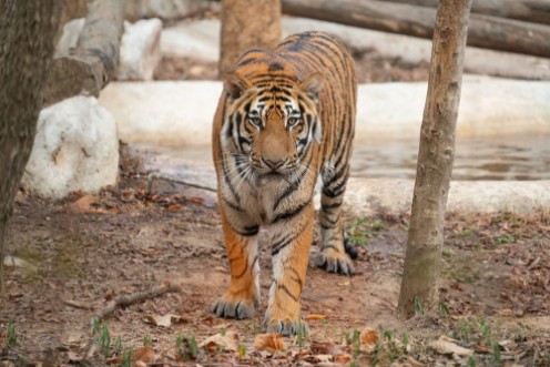 Picture of Bengal tiger in zoo