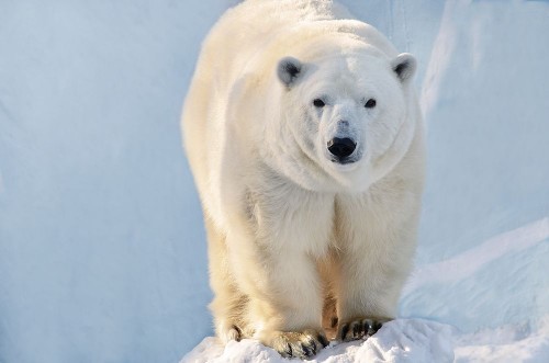 Afbeeldingen van Polar bear