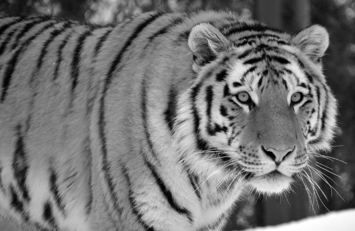 Bild på Amur Siberian tiger is a Panthera tigris tigris population in the Far East particularly the Russian Far East and Northeast China