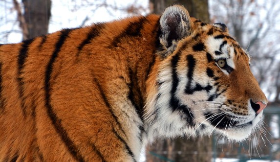 Bild på Amur Siberian tiger is a Panthera tigris tigris population in the Far East particularly the Russian Far East and Northeast China