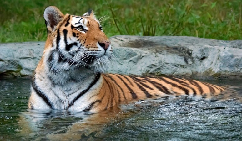 Bild på The tiger Panthera tigris is the largest cat species It is the third largest land carnivore behind only the polar bear and the brown bear