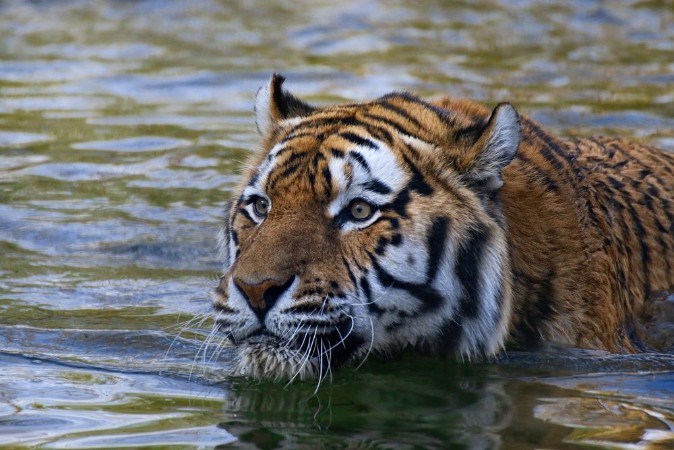 Afbeeldingen van Schwimmender Tiger