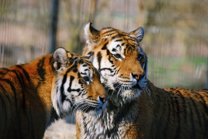 Image de Zwei Tiger im Portrait schauen in die gleiche Richtung